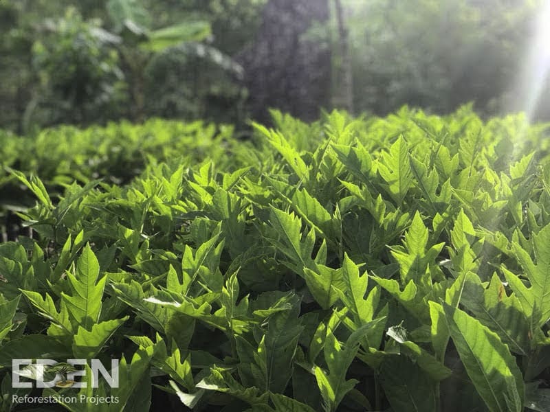 Eden’s nursery in Haiti