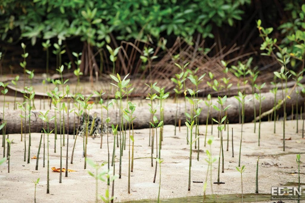 Indo Mangroves W 1024x683 1