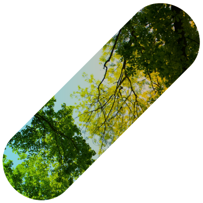Eden reforestation